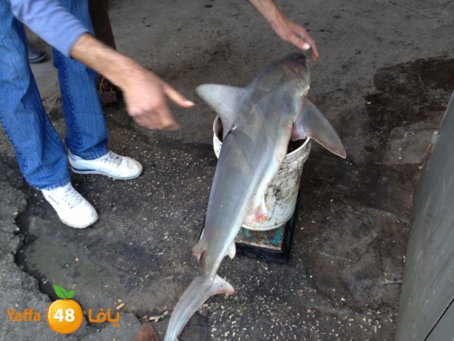 minashark328 (7).JPG